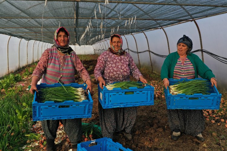 Kocaeli Büyükşehir’den kooperatiflere yüzde 75 hibeli tarım desteği