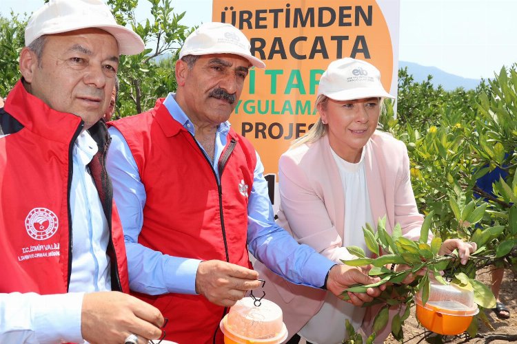 İzmir’de Akdeniz Meyve Sineği ile mücadele… 5 bin tuzak dağıtılıyor