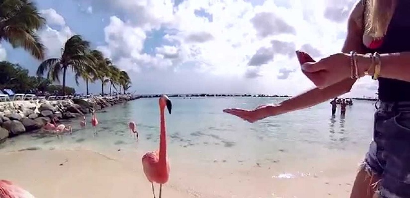 Flamingo Plajı Aruba