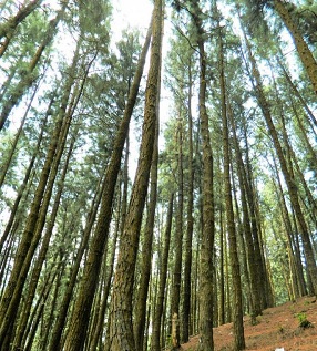 Karadeniz ormanları-Çam ağaçları