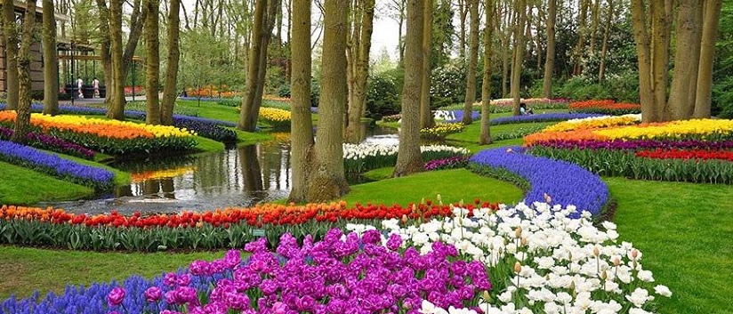 Keukenhof Bahçesi - Amsterdam - İlkbahar