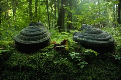Białowieża Ormanı-Belarus-Polonya