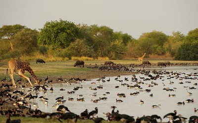 Zakouma Ulusal Parkı-Çad