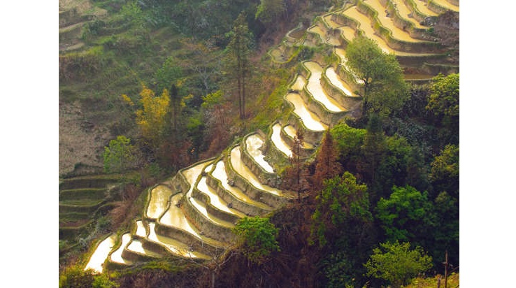 Yuanyang Çeltik Terasları, Çin