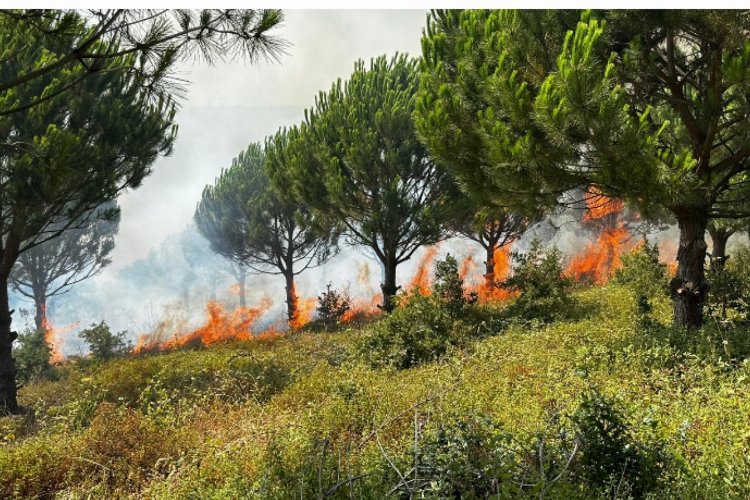Ağaç sektörünün uykularını yangın kaçırıyor