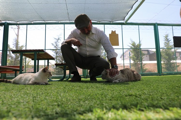 Kayseri’de Küçük Dostlar Kedi Kasabası’na ilgi akını