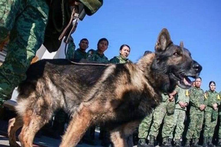 Meksika Ordusu’nun kahraman köpeği ‘Proteo’ Türkiye görevinde öldü