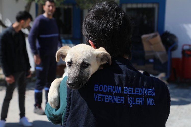 Bodrum’da veteriner hekimler unutulmadı