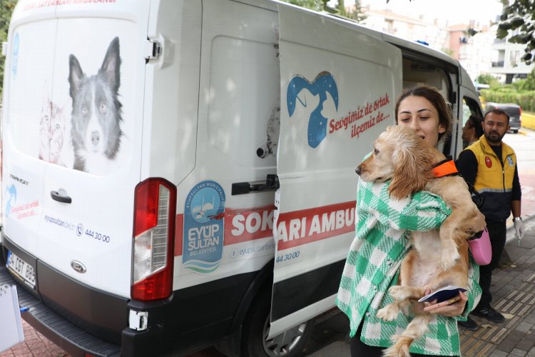 Sokak hayvanları ambulansı Eyüpsultan’ın mahallelerinde