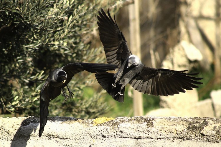 Bursa Yenişehir’de kuşların ‘ekmek’ mücadelesi