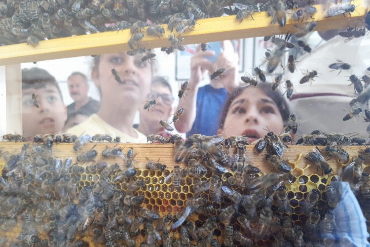 Manisalı minikler arıların dünyasıyla tanıştı