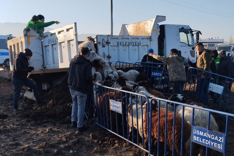 Tarım arazilerine zarar veren koyunlara Osmangazi Zabıtası’ndan müdahale