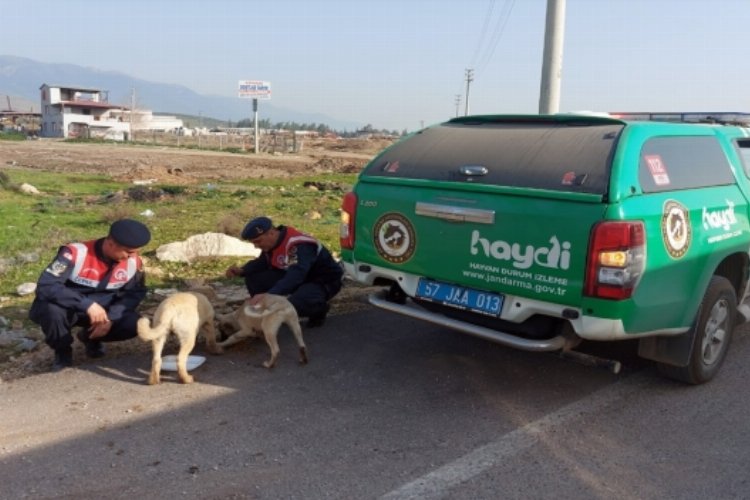 Sinop’ta afet bölgesindeki hayvanlara Jandarma’dan mama desteği