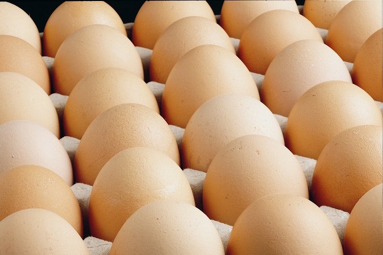 Yumurtacılardan ‘yasak’ isyanı