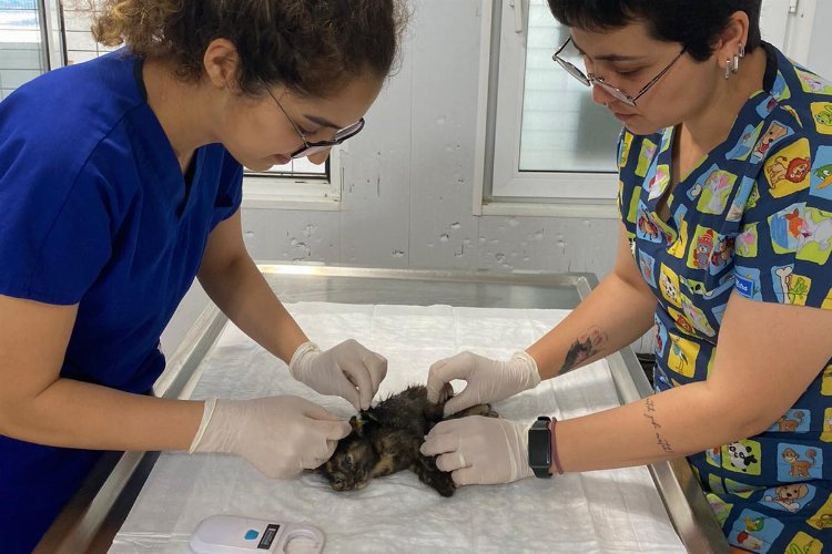Bodrum’da yaralanan yavru kedi için seferber olundu