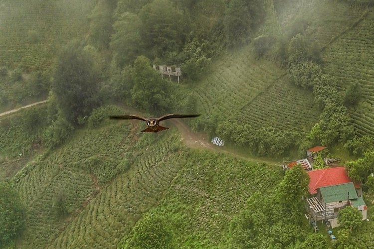 Artvin’de gökdoğan drone tarafından görüntülendi