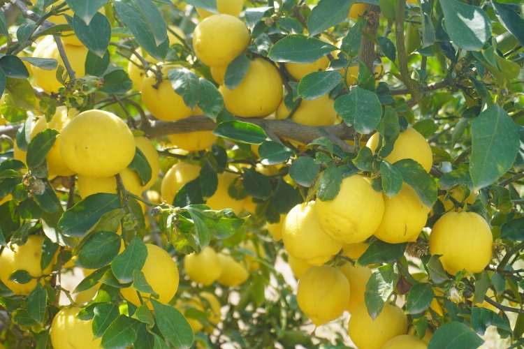 Finike’nin kokulu limonu ve Hicaz Narı, uluslararası listede