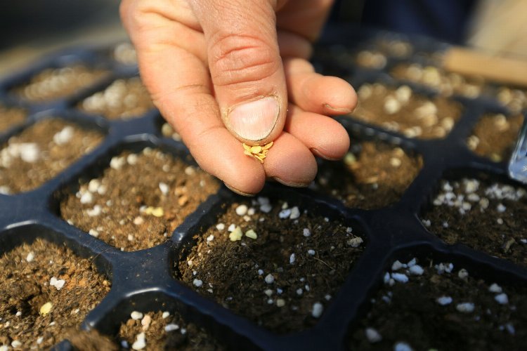 Muğla’dan 18 milyon tohum dağıtıldı